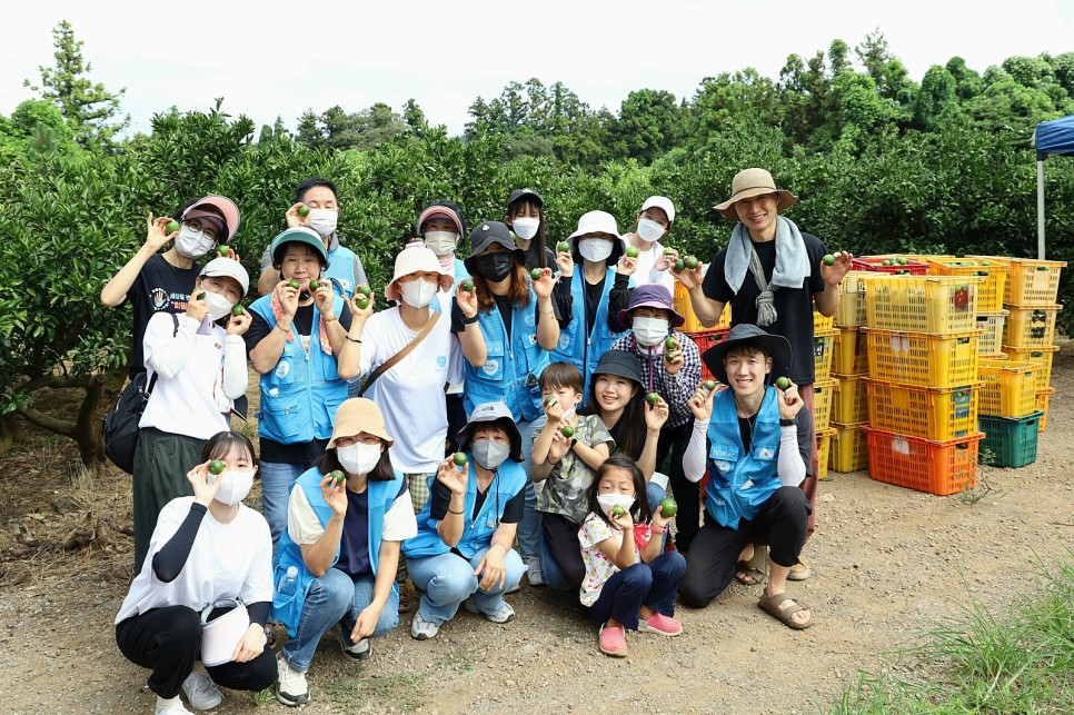 [제주] 희망을 파는 사람들 8월 "청귤수확 봉사" 후기 및 현장스… 